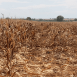 découvrez comment les canicules en haute-garonne mettent en péril la survie des céréaliers en brûlant les cultures de maïs et de sorgho, impactant gravement l'agriculture locale.