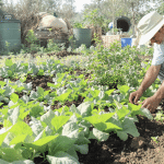 découvrez comment réinventer l'agriculture pour bâtir un modèle durable, respectueux de l'environnement et adapté aux défis de demain.